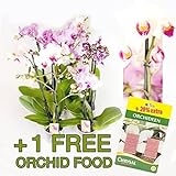 10 uds. Phalaenopsis, 2 Transmisión, Orquídea, flores, 9cm Olla, orquídea, Orquídea Foto, mejor precio EUR 81,84 nuevo 2024