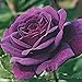 Foto Tesoros jardinería al aire libre,Semilla de rosa,Decoración en macetas balcón,Hermosas flores ornamentales-100 Pcs