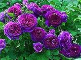 100 piezas de semillas de rosas trepadoras flor ornamental perenne semillas de rosas trepadoras púrpuras para jardín balcón terraza Foto, mejor precio 4,99 € nuevo 2024