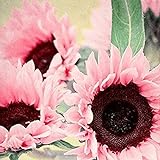 15 semillas de girasol rosa – semillas de flores de jardín, bonsái, decoración del hogar y la oficina Foto, mejor precio 2,34 € nuevo 2024