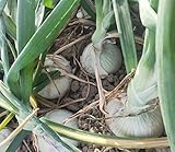 Vidalia Sweet Onion Seeds 120+ Pieces Non-GMO 110/170 Days Spring/Fall Garden Photo, best price $8.00 ($0.07 / Count) new 2024