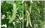 20+ Balsam Pear Bitter Gourd Seed Melon Momordica charantia Vegetable Plant Garden Photo, best price $9.00 new 2024