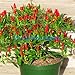 Foto 35pcs / lot de la herencia Semillas Thai Sun del pimiento picante de chile Capsicum annuum ornamental Bonsai Plant Mini Hot Pepper Seeds