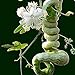 foto Vista Semi di zucca a serpente lunghi come frutti di serpente e verdure a circa 1,5 m Semi di zucca stagioni facili fagioli di serpente commestibili