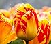 foto Semi 200pc olandese Cavolo tulipano. Aroma Tulip Plant (non è tulipano lampadine-lampadine trasporto deperibili) Advanced Seeds Bonsai Fiore