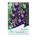 foto Kofun viola pomodoro verdure semi bella e Vivid Flower verdure piantare semi 20 pezzi/1 borsa, Purple Tomato, 1 Bag