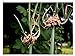 foto Portal Cool 70 semi egiziano cipolla Allium Cepa viviparum