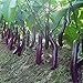 foto 100pcs bianchi semi lungo melanzane asiatici frutta & verdura semi di piante Alto tasso di germinazione di piante casa e il giardino facile da coltivare 2