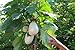 foto Portal Cool 20 Semi Solanum torvum (Albero di melanzane \ pomodoro)