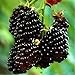 foto 20pcs SEMI PLAT FIRM-Nuovo Rosso Nero Giallo Lamponi Semi cespuglio di frutta Rubus giardino