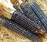 Go Garden 10 - Semi: Rio Grande Blu Corn Seeds - varietÃ  di mais blu dal Rio Grande Pueblos foto, miglior prezzo  nuovo 2024