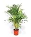 Foto Dypsis Lutescens, Areca Palms Palma de Oro de caña de la planta ornamental Semilla - 25 semillas