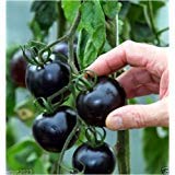 Black tomatoes. kumato tomato - 25 Seeds - Slicing tomato - SPANISH Heirloom Photo, best price $4.99 ($0.20 / Count) new 2024