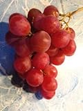 Elwyn 10 Authentic Ruby Roman Grapes Fruit Seeds Photo, best price $14.99 new 2024