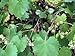 Photo Dichondra 100pcs Muscadine Grape Fruit Seeds