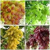 Elwyn 50pcs Finger Grape Fruit Seeds Photo, best price $14.99 new 2024