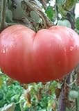 Tomaten Samen Tomaten Saat Saatgut Tomaten Tomatensamen Tomatensamen (PINK MAGIC) Foto, bester Preis 3,00 € neu 2024