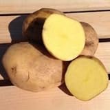 Yukon Gold Potato Seed/Tubers,Yellow-Flesh Standard. wbut2023 (5 Lb) Photo, best price $14.00 ($0.18 / Ounce) new 2024