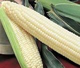 Silver Queen Sweet Corn Seed 1lb Photo, best price $34.97 ($2.19 / Ounce) new 2024