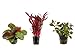 Foto Tropica Pflanzen Set 3 schöne rote Topf Pflanzen Aquariumpflanzenset Nr.12 Wasserpflanzen Aquarium Aquariumpflanzen