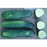 County Fair F1 Hybrid Cucumber Seeds (40 Seed Pack) Photo, best price $5.19 new 2024