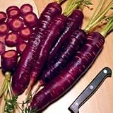 Purple Dragon Carrot 350 Seeds - Absolutely unique! Photo, best price $1.95 ($0.01 / Count) new 2024