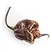 Photo Pepper Joe’s Trinidad Scorpion Chocolate Cappuccino Pepper Seeds ­­­­­– Pack of 10+ Rare Superhot Chili Pepper Seeds – USA Grown ­– Premium Cappuccino Scorpion Seeds for Planting