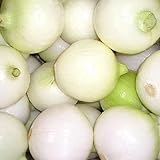 500 CRYSTAL WHITE WAX PEARL ONION Allium Cepa Vegetable Seeds Photo, best price $3.00 new 2024