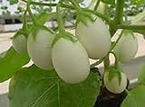 25 Pianta Delle Uova Seeds, Excellent italian Small white Eggplant Photo, best price $2.99 new 2024