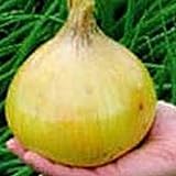 Ailsa Craig Exhibition Onions Seeds (25+ Seeds) Photo, best price $4.69 new 2024
