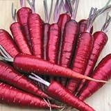 Purple Dragon Carrot Seeds ► Non-GMO Purple Dragon Carrot Seeds (350+ Seeds) ◄ by PowerGrow Systems Photo, best price $1.89 new 2024