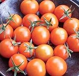 Sweetest Cherry Tomato Seeds for Planting-Orange Sun Gold.Non GMO Garden Seeds for Planting Vegetables Seeds at Home Vegetable Garden and Hydroponics Seed Pods:10ct Sungold Cherry Tomato Plant Seeds Photo, best price $2.99 ($0.30 / Count) new 2024