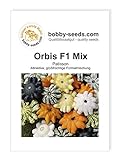 Orbis F1 Kürbissamen von Bobby-Seeds, Portion Foto, bester Preis 2,75 € neu 2024