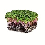 Radish Sprouting Seed - Red Arrow Variety - 1 Lb Seed Pouch - Heirloom Radish Sprouts - Non-GMO Sprouting and Microgreens Photo, best price $19.58 new 2024