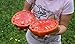 Foto Portal Cool 25 semillas de tomate gigante filete (filete de Super Tomate)