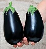 Aubergine Black Beauty - Eierfrucht - 100 Samen Foto, bester Preis 1,60 € neu 2024