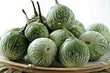 Thai Round Green Eggplant Seeds (50 Seed Pack) Photo, best price $6.71 new 2024