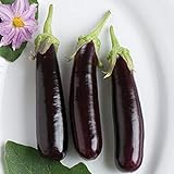 David's Garden Seeds Eggplant Hansel (Purple) 25 Non-GMO, Hybrid Seeds Photo, best price $3.45 new 2024