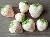 White Strawberry Seeds - 1,000+ Seeds - White Pineberry Seeds - Made in USA, Ships from Iowa. Photo, best price $19.98 ($0.02 / Count) new 2024