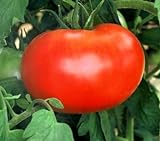 110+ Big Boy Organic NON-GMO Tomato Seeds - My Secret Garden - UPC742137106032 Photo, best price $4.59 new 2024