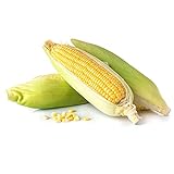 Kandy Korn Hybrid Corn Garden Seeds - 1 Lb - Non-GMO Vegetable Gardening Seeds - Yellow Sweet (SE) Corn Seed & Micro Shoots Photo, best price $30.93 ($1.93 / Ounce) new 2024