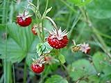 Strawberry Seeds, Woodland Wild Strawberry Fruit/Plant Seeds, 150 Strawberry Seeds Per Packet, Non GMO Seeds, (Fragaria vesca), Isla's Garden Seeds Photo, best price $6.75 ($0.04 / Count) new 2024