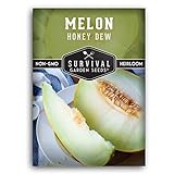 Survival Garden Seeds - Honeydew Melon Seed for Planting - Packet with Instructions to Plant and Grow Delicious Honey Dew Melons for Eating in Your Home Vegetable Garden - Non-GMO Heirloom Variety Photo, best price $4.99 new 2024