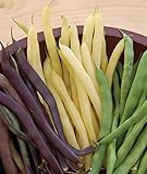 Burpee Three Color Blend Bush Bean Seeds 2 ounces of seed Photo, best price $5.66 new 2024