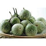 Thai Round Green Eggplant Seeds (40 Seed Pack) Photo, best price $4.69 new 2024