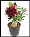 Foto Rosa del desierto, plantación y jardinería sencillas, colorida, floral y ornamental-3Bulbos