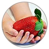 Riesenerdbeeren - Fragaria Ananassa - Erdbeersamen - 50 Samen - Größte Erdbeere Der Welt - Intensiver Geschmack - Vitaminreich Foto, bester Preis 3,49 € (0,07 € / stück) neu 2024
