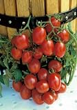 Salerno Seeds Grape Tomato Crovarese Pomodoro Heirloom Tomato 3 Grams Made in Italy Italian Non-GMO Photo, best price $4.99 new 2024