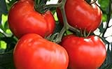 250 Tomato Seeds Manitoba| Non-GMO | Fresh Garden Seeds Photo, best price $5.95 ($0.02 / Count) new 2024