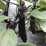 Millionaire Purple Hybrid Eggplant Garden Seeds - 25 Seeds - Non-GMO, Vegetable Gardening Seed - Egg Plant Photo, best price $3.79 new 2024